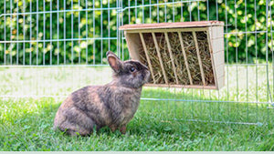 Abbeveratoi e mangiatoie per animali di piccola taglia