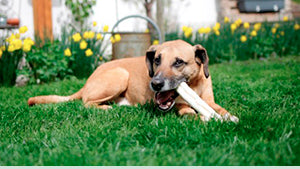 Mangimi E Alimenti Per Cani