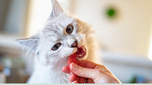Mingimi E Alimenti Per Gatti