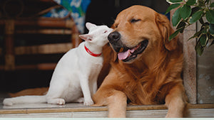 Cane e gatto