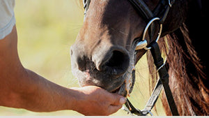 Integratori e alimenti supplementari per cavalli