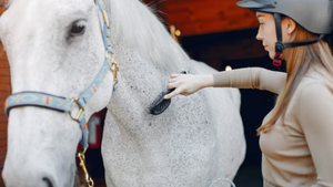 Horse cleaning