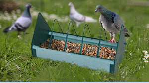Mangiatoie e abbeveratoi per piccioni