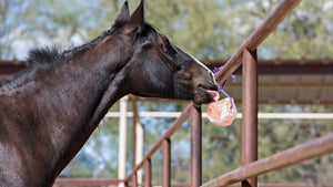 Salt stone supports for horses