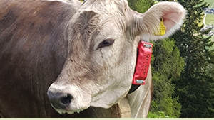 Monitoraggio di bovini e animali di grossa taglia