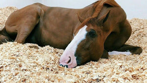 Horse bedding