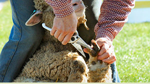 Strumenti per pecore