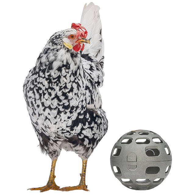 Palla Snack per Galline - 100% Plastica Riciclata | Ø 150mm | Ecologica