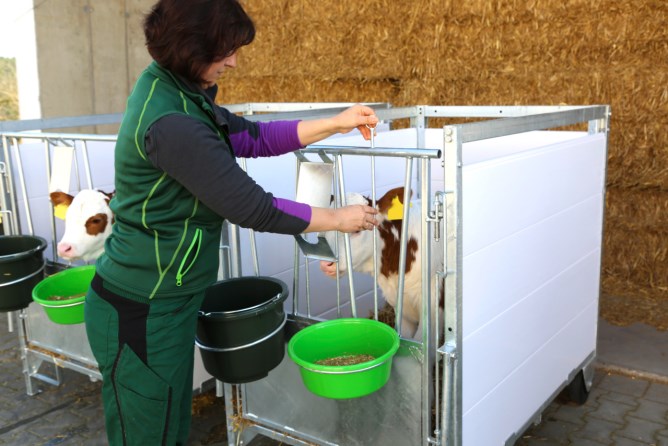 Comfortable boxes for caring for calves