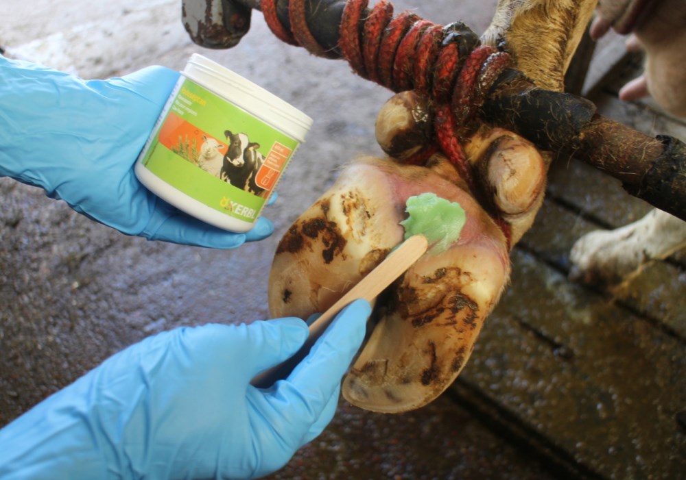 Pasta Podoseptan per Zoccoli e Unghie 450ml