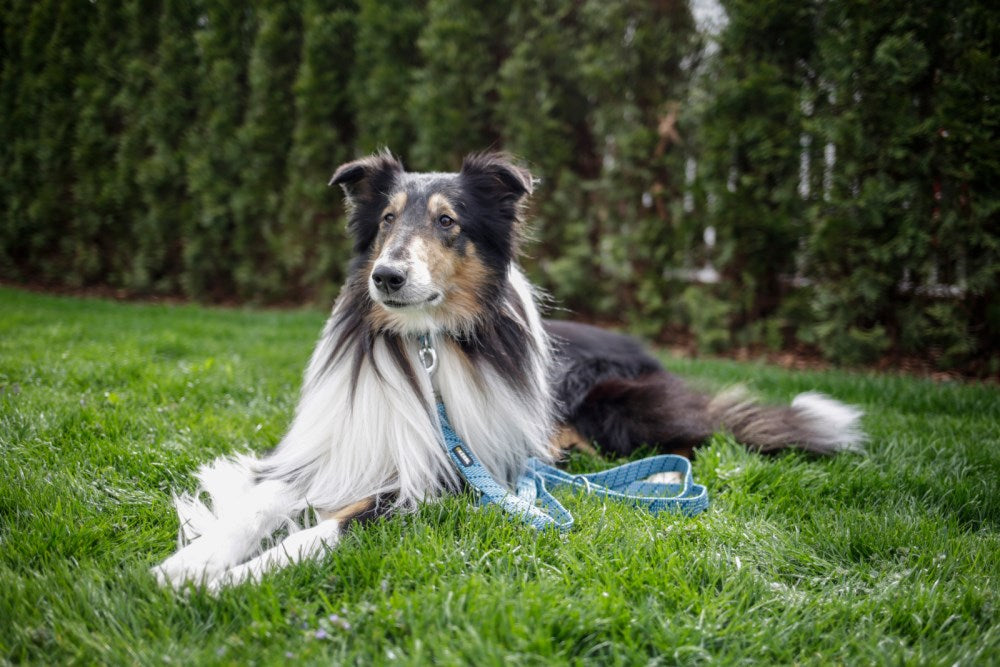 Colorado leash for dogs