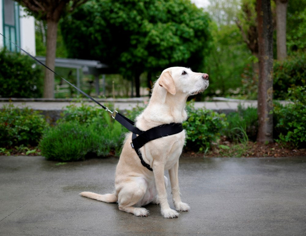 Pettorina Miami Plus per  cani