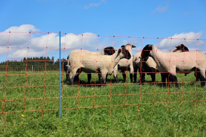 Rete per le pecore  AKO OviNet Premium Protezione