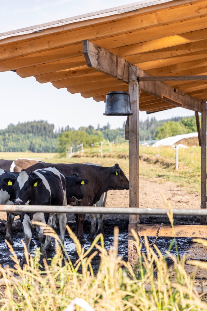 Secchio per colla per tafani