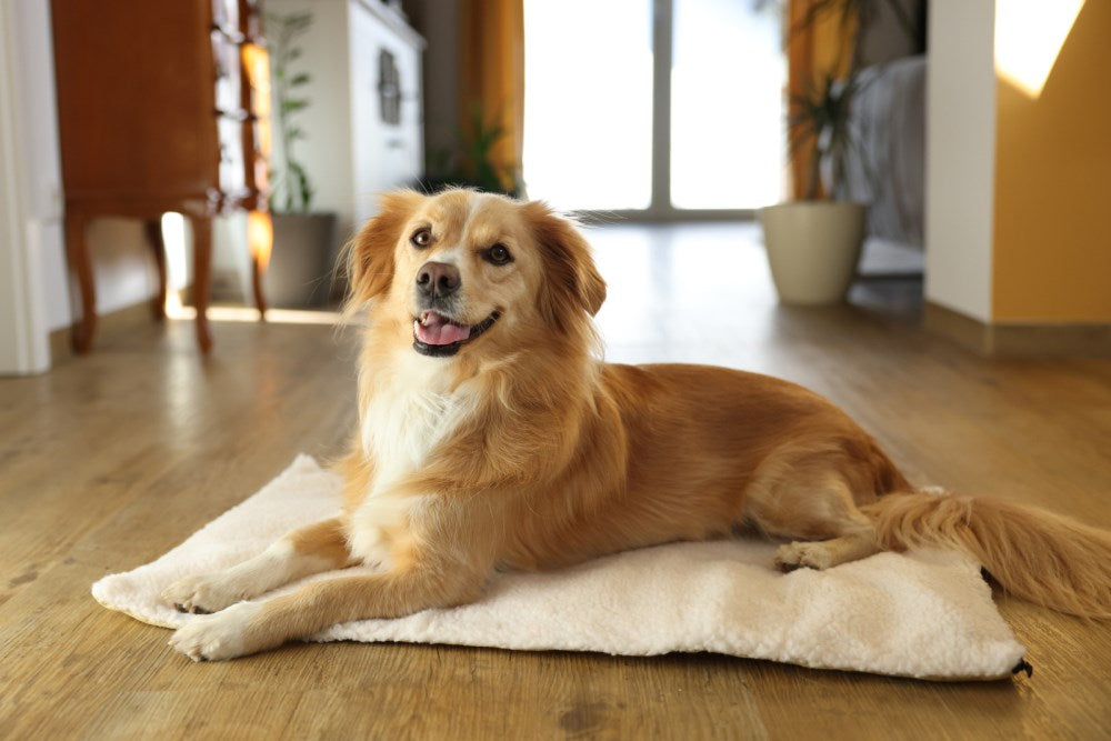 Cuscino da Pavimento Theo per Cani e Gatti