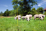 EasyNet Per Recinzione Pecore Con Altezza Da Terra