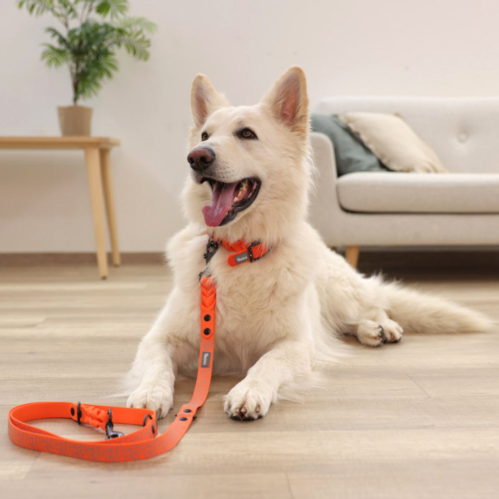 Collare per Cani Puno – Extra Resistente con Stampa Riflettente e Chiusura in Acciaio