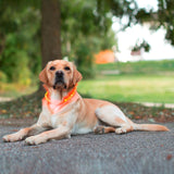 Collare LED Maxi Safe per cane