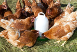 Chicken feeder