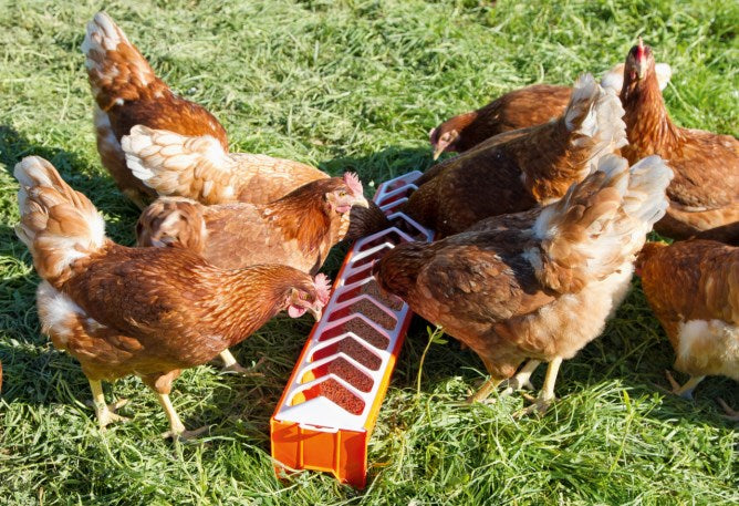 Mangiatoia lunga per pollame in plastica, varie misure disponibili