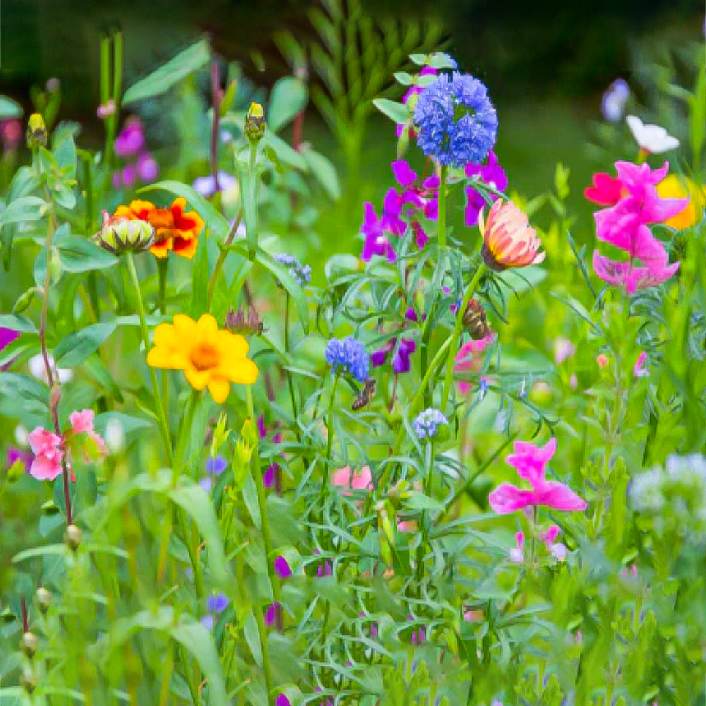 Blumenwiesen dünger für den garten - 500g Packung
