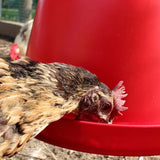 Automatic poultry drinker 