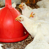 Automatic poultry drinker 