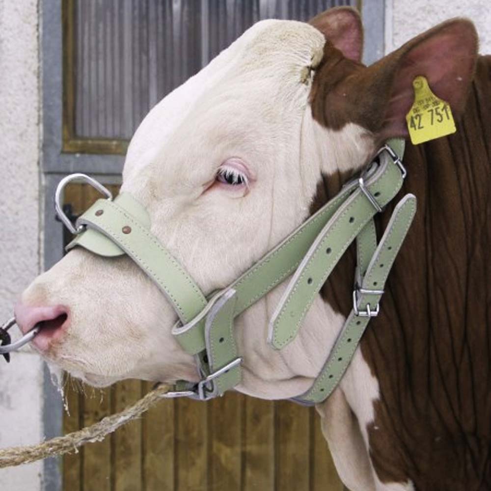 Halter for bulls