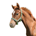 Nylon halter for foal