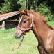 Cavezza esclusiva in nylon per puledro