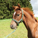 Nylon halter for foal