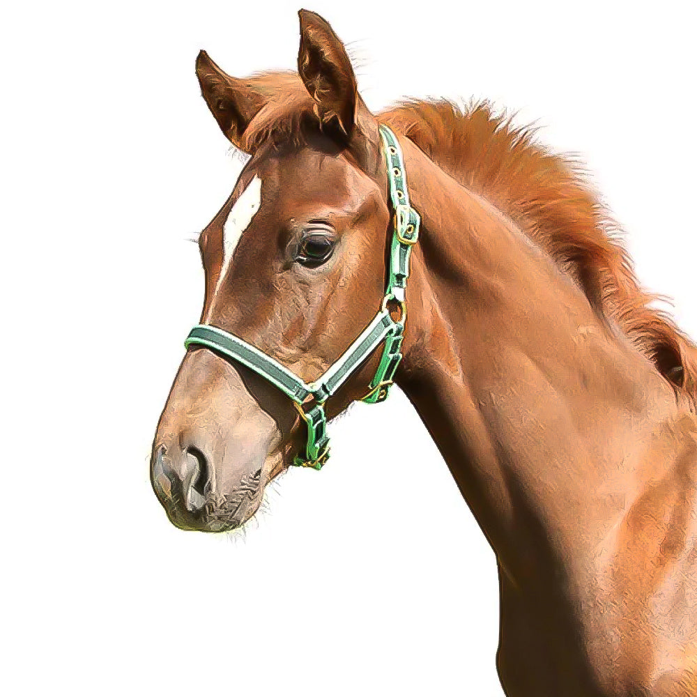 Nylon halter for foal