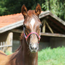 Nylon halter for foal