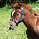 Nylon halter for foal