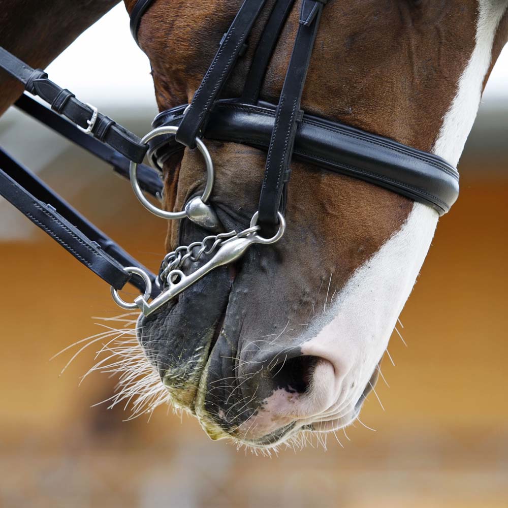 Wassertrense mit Verpackung: Komfort und Kontrolle für Ihr Pferd