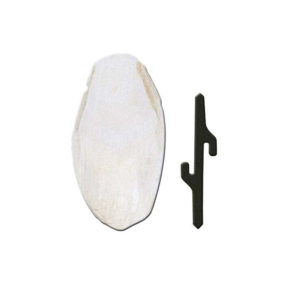 Cuttlefish bone PA 4330