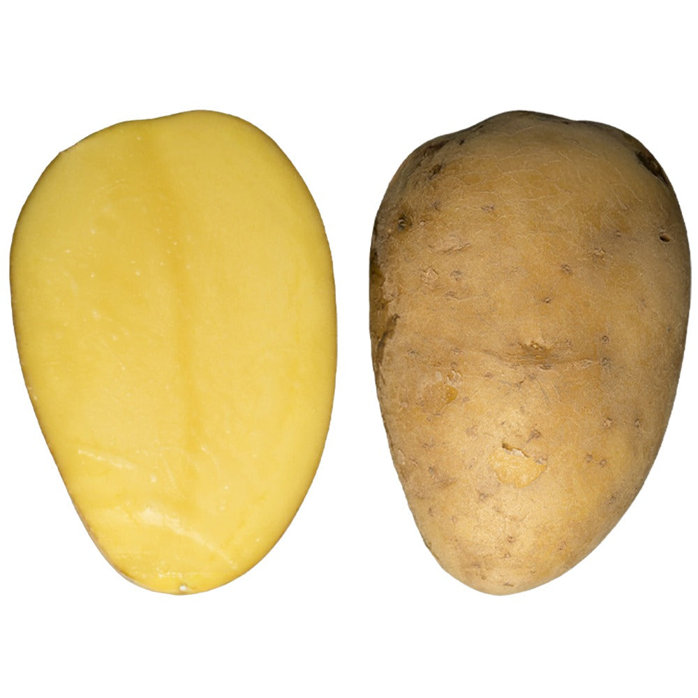 Cicero Seed Potatoes – 25kg