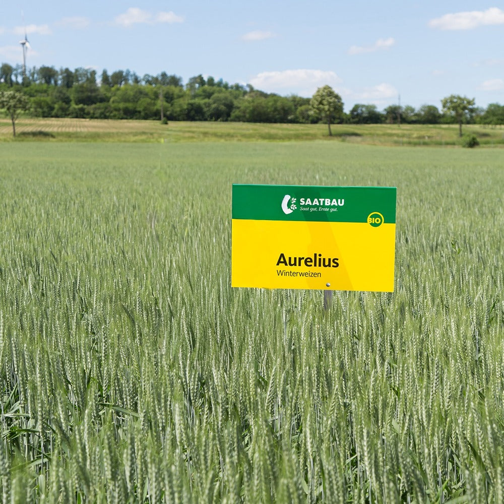Organic Winter Wheat Aurelius 30kg
