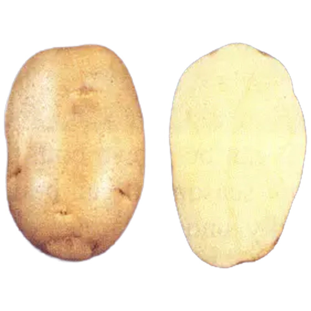 Saatkartoffel Spunta Mittelfrühe Pflanzkartoffeln – 25kg