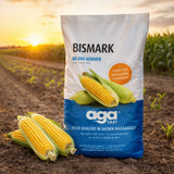 Bismark AGA Corn Seeds High Yield Silage Maize
