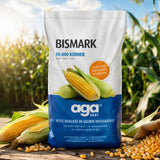 Bismark AGA Corn Seeds High Yield Silage Maize