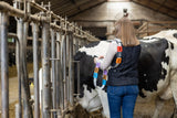 Neck marking collar for cows