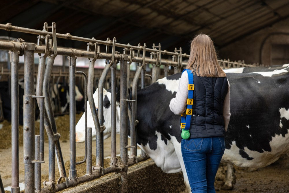 Neck marking collar for cows