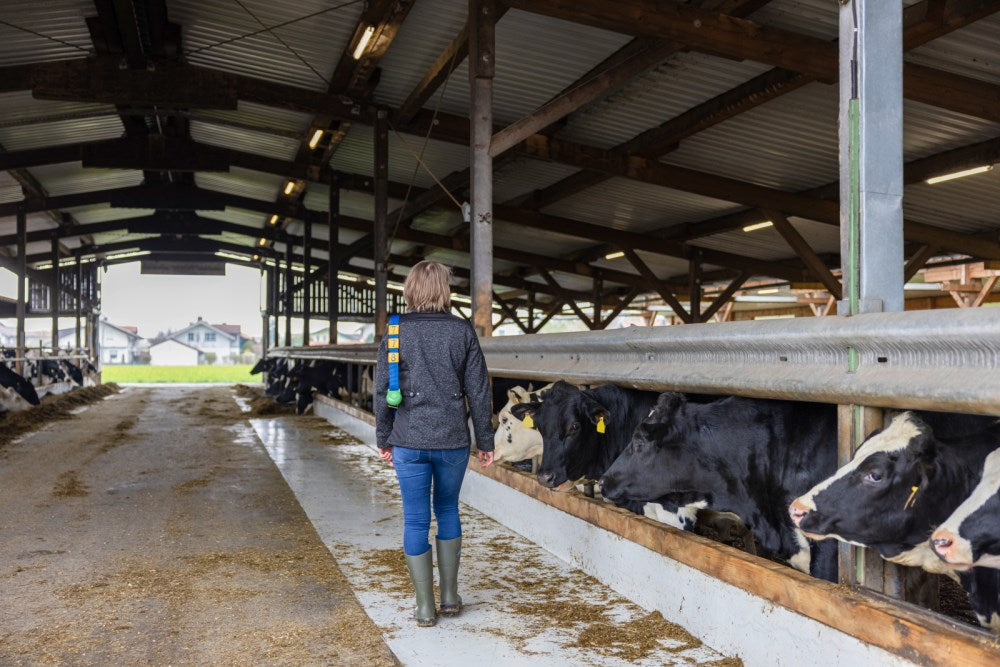 Neck marking collar for cows