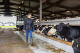 Neck marking collar for cows