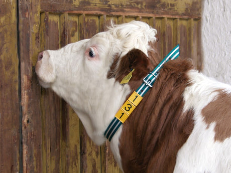 Neck marking collar for cows