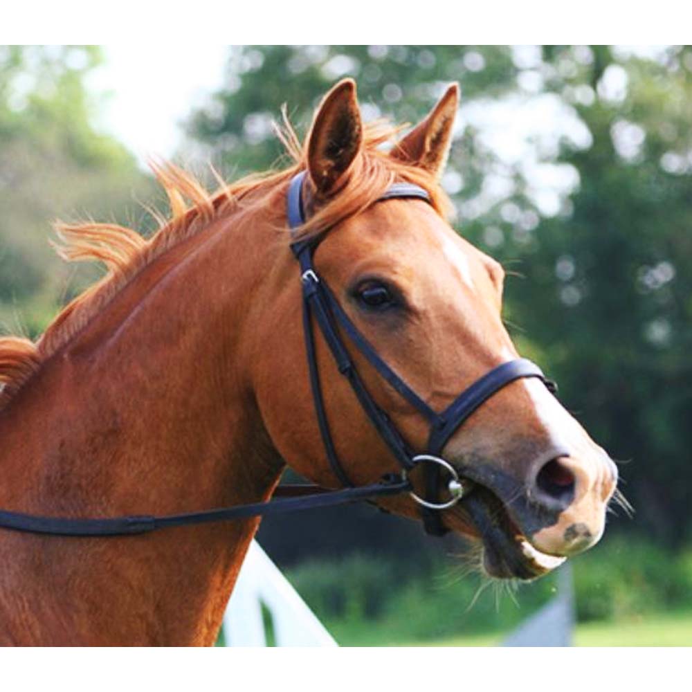 Hohles Wassergebiss: Komfort und Kontrolle für Ihr Pferd
