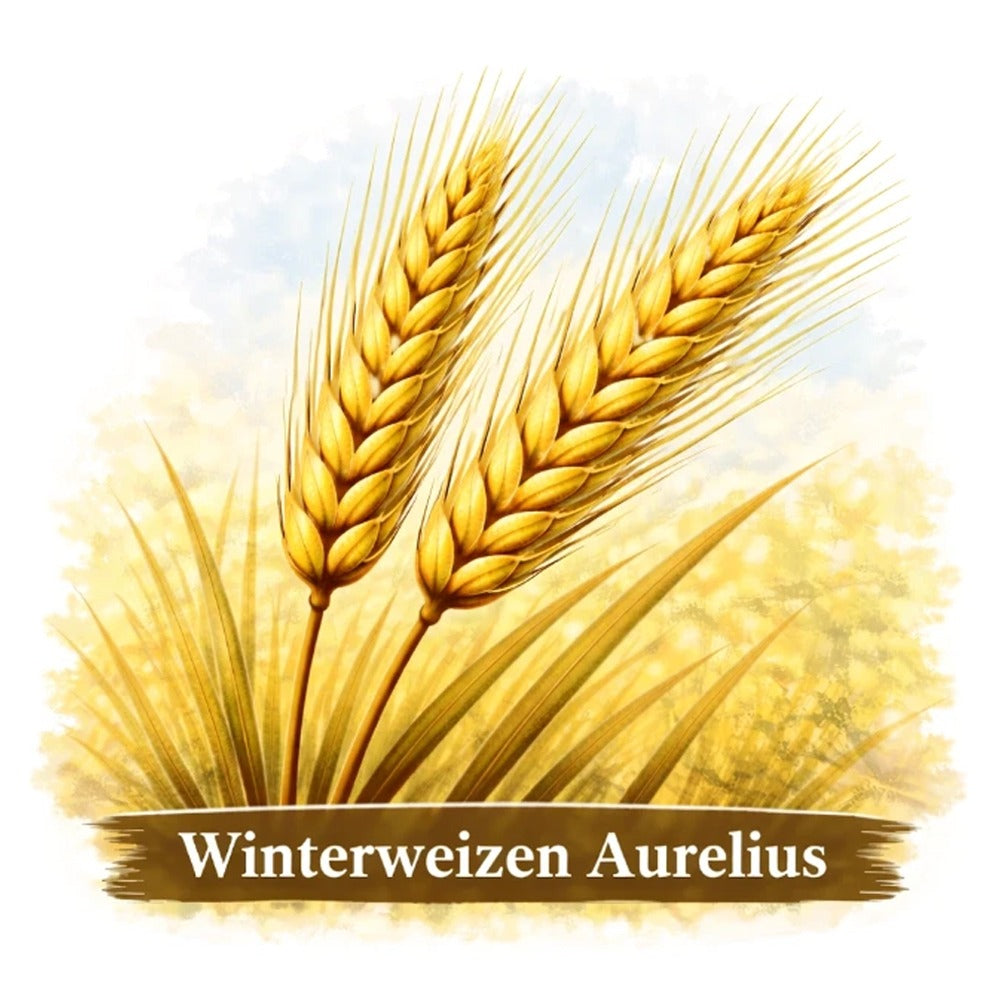 Winterweizen Aurelius konv. 30kg