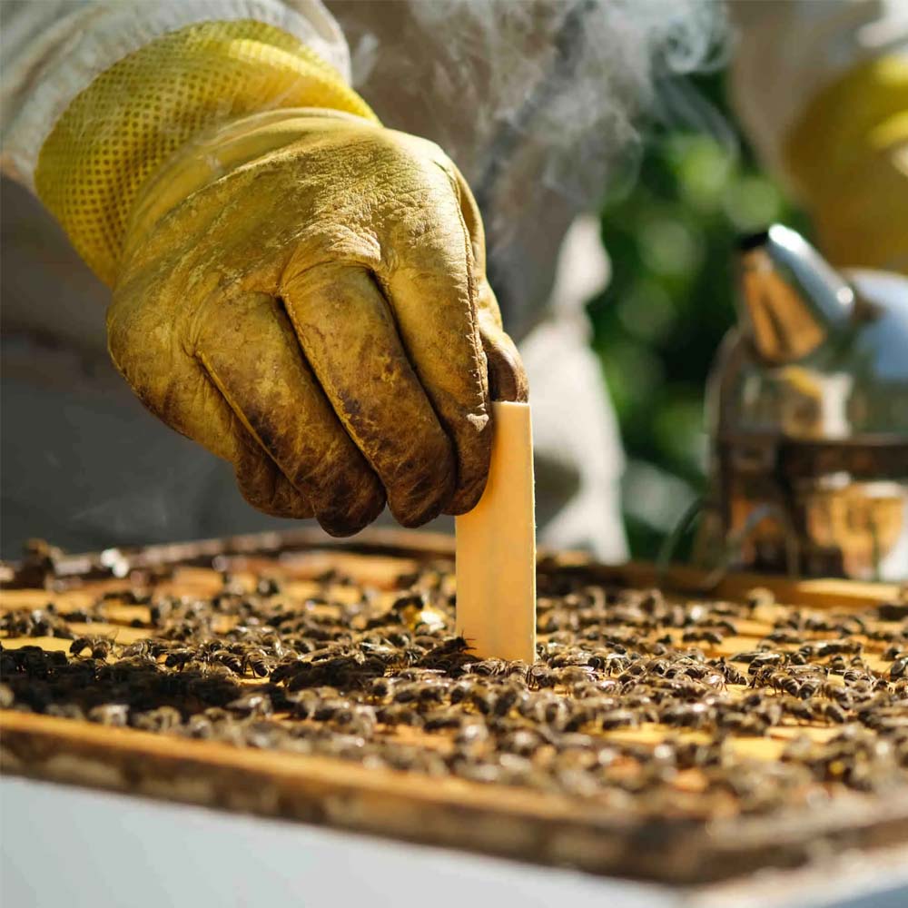 Beekeeping Sulfur Slices Strips