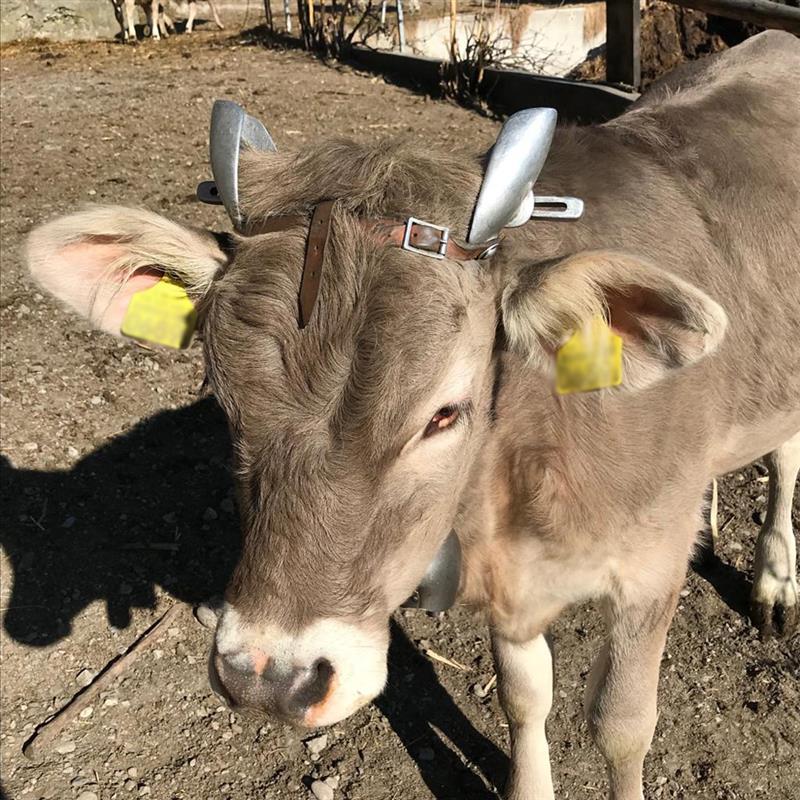 Hornerzubehör Feder für Hornsteller